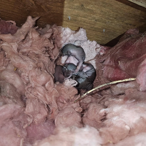A nest of home invading animals in what appears to be an attic