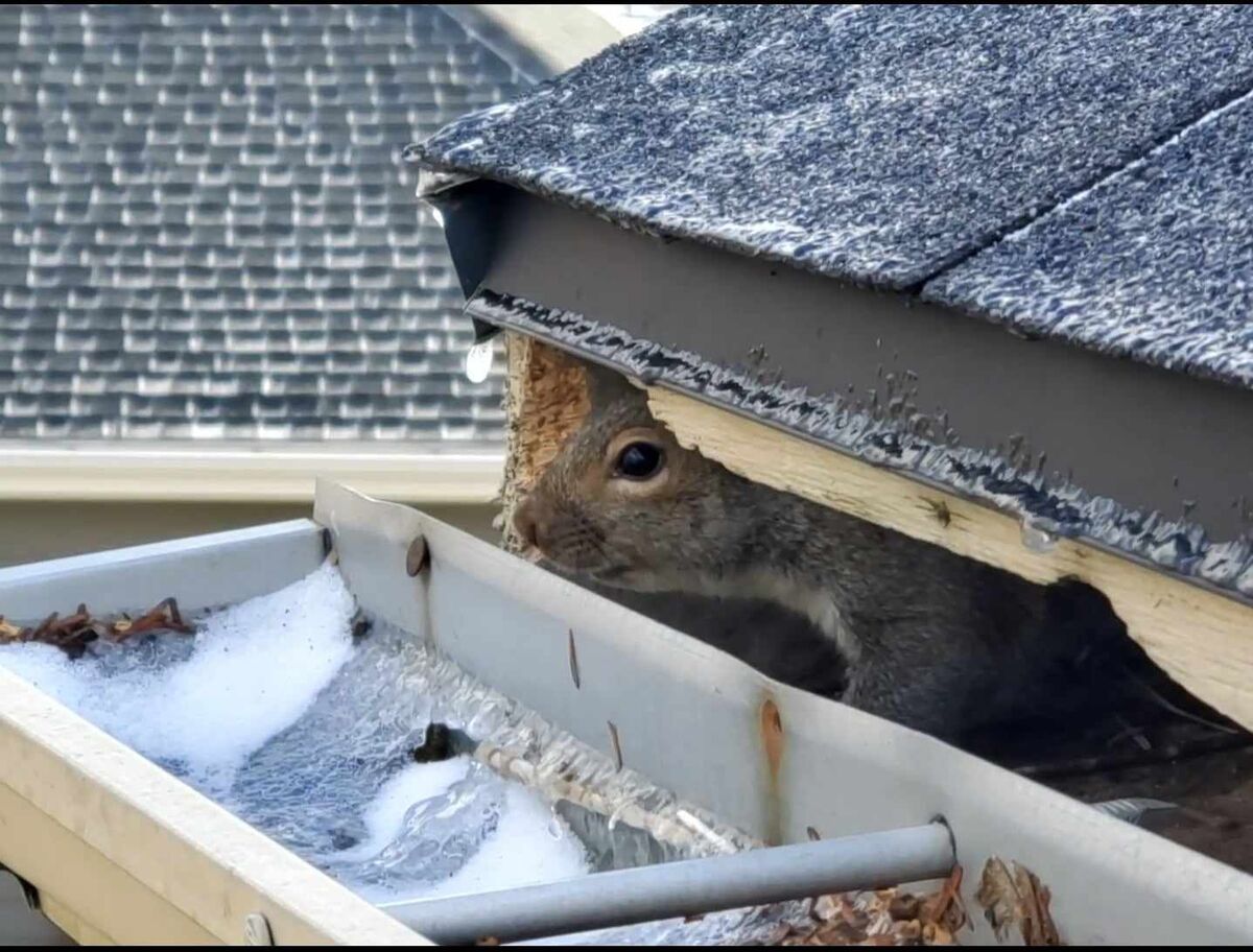 Squirrel in Home Springboro Ohio