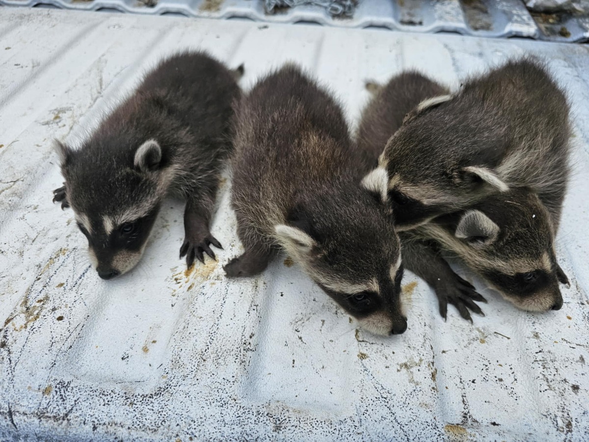 Raccoon Kits Dayton Ohio