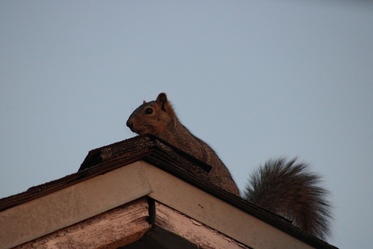 Squirrel Centerville Ohio