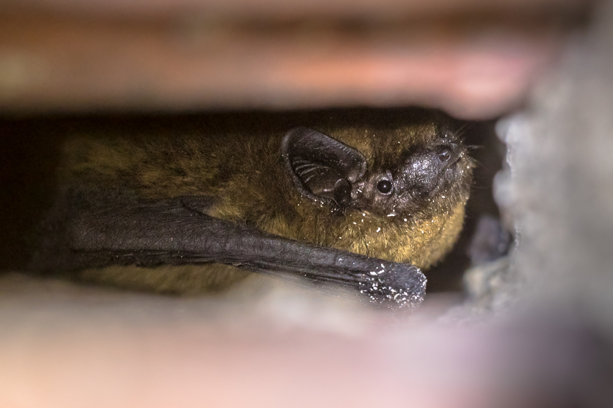 Bat Tipp City Ohio