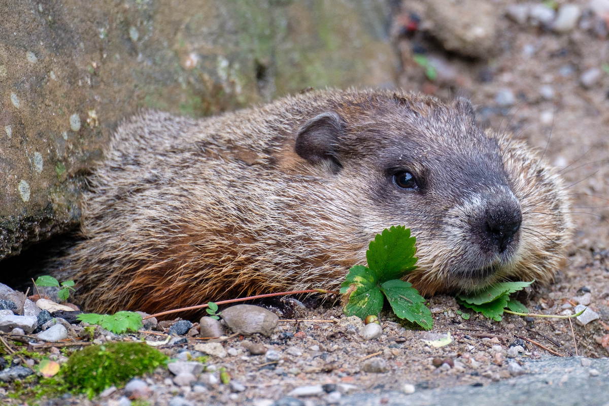 Groundhog Springboro Ohio