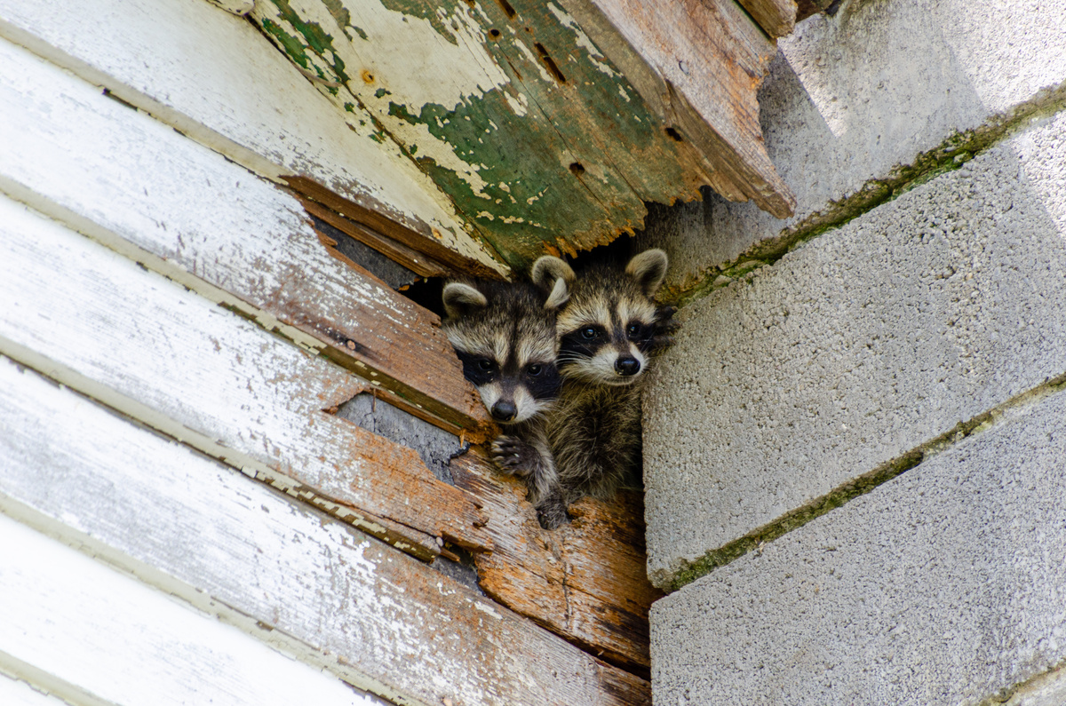 Raccoon Kits Tipp City Ohio