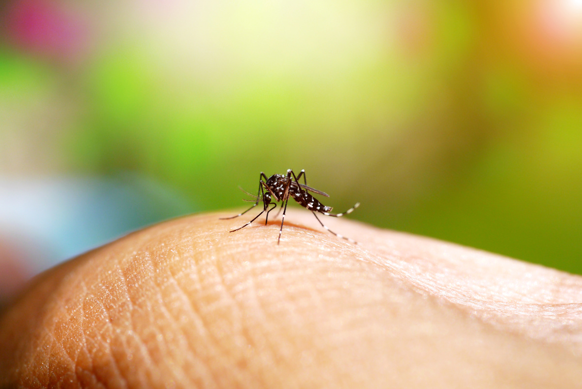 Mosquito Miamisburg Ohio