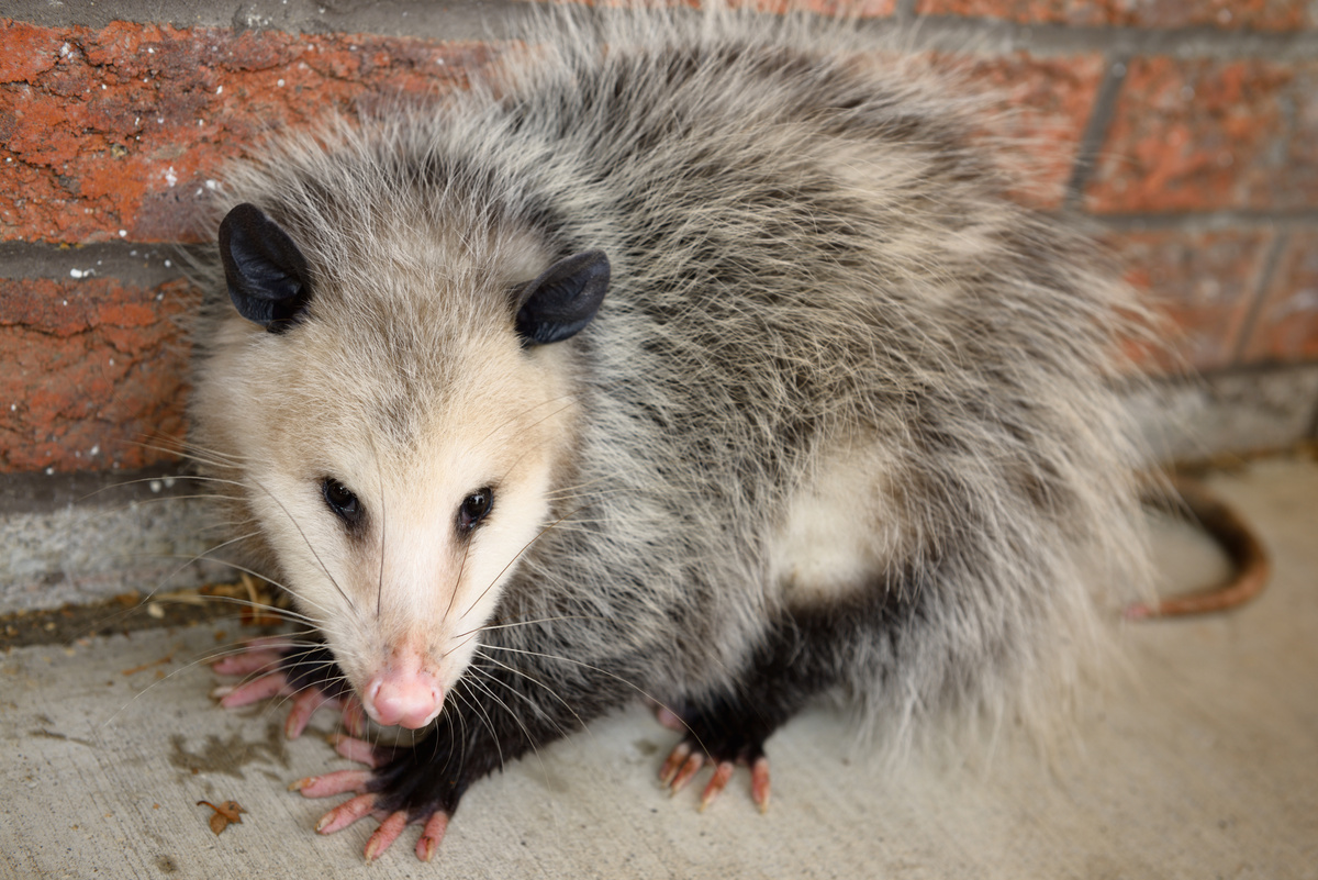 Opossum Beavercreek Ohio