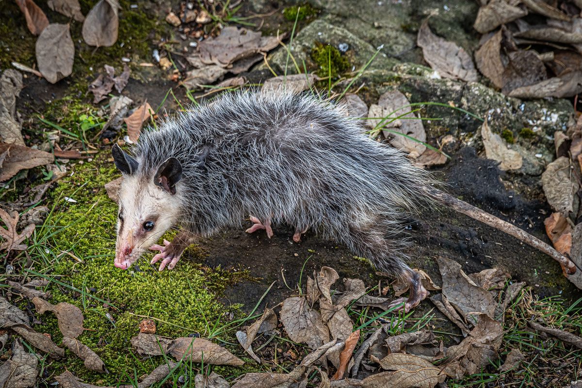 Opossum Troy Ohio