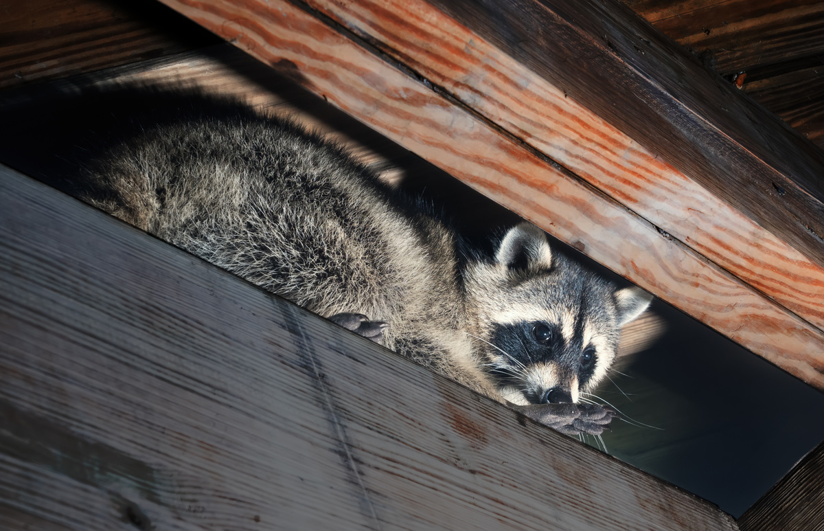 Raccoon Centerville Ohio