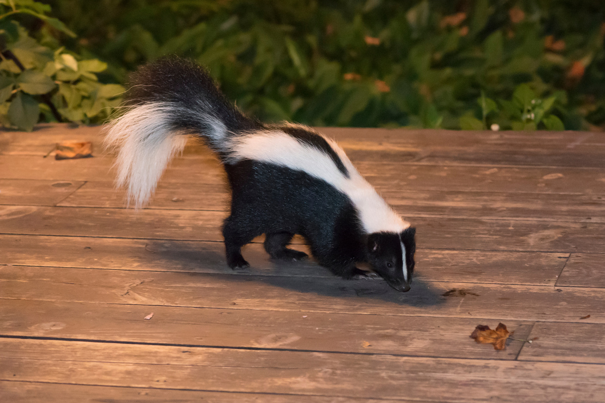 Skunk Dayton Ohio