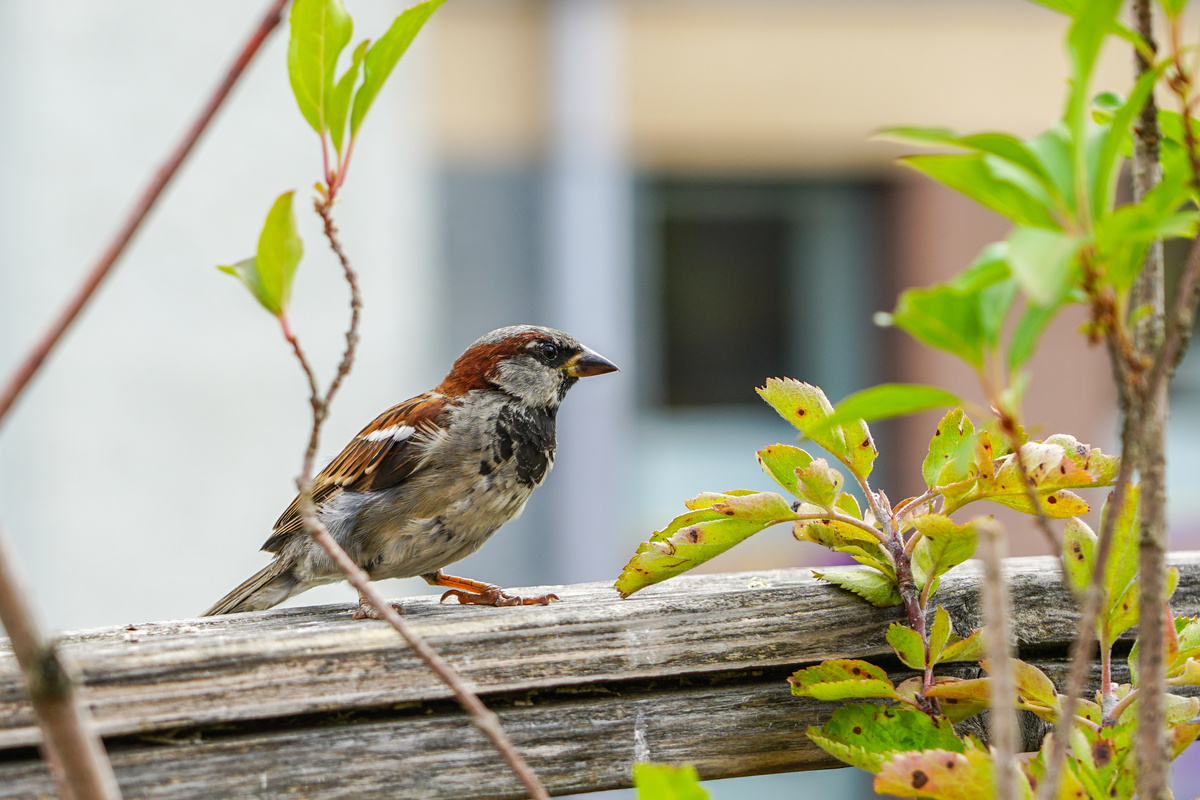 Sparrow Beavercreek Ohio