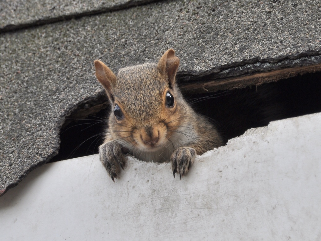 Squirrel Oakwood Ohio