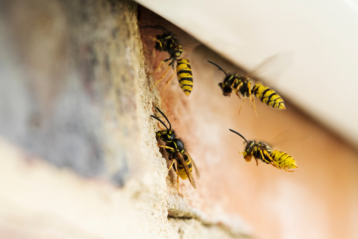 Wasps Beavercreek Ohio