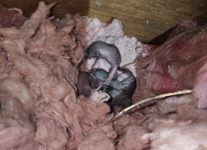 Rats laying in insulation