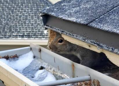 Squirrel in gutter