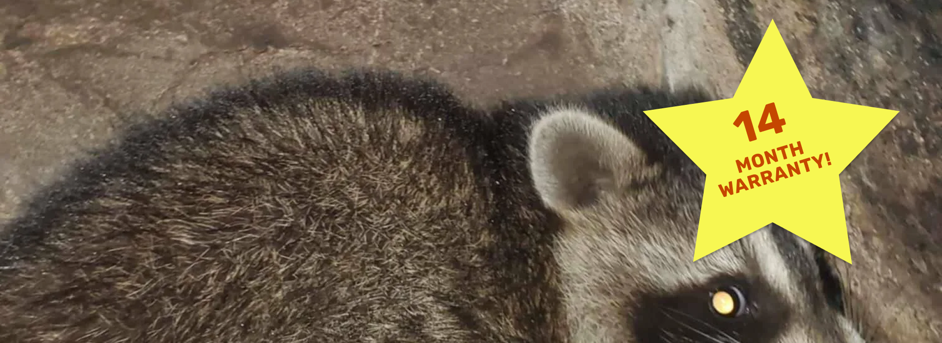 Raccoon with "14 Month Warranty" star
