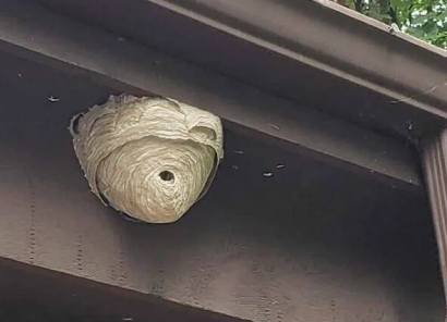 Hornet nest