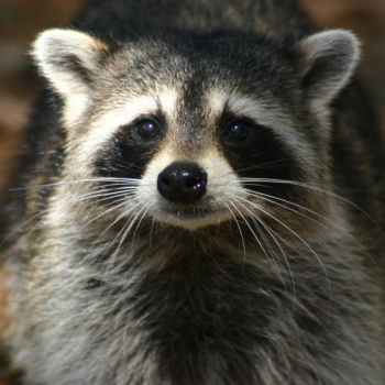 raccoon