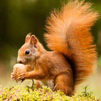 squirrel