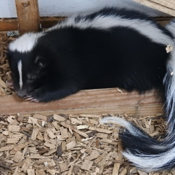 skunk