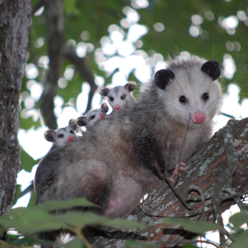 opossum
