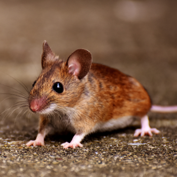 mouse
