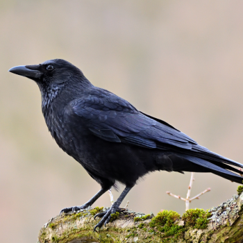 blackbird