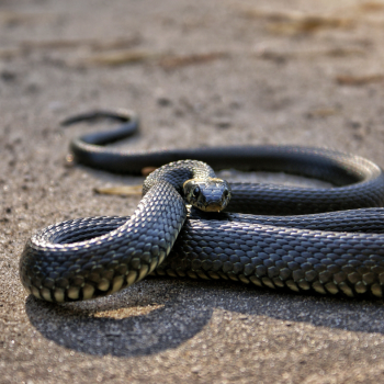 snake