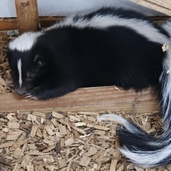skunk